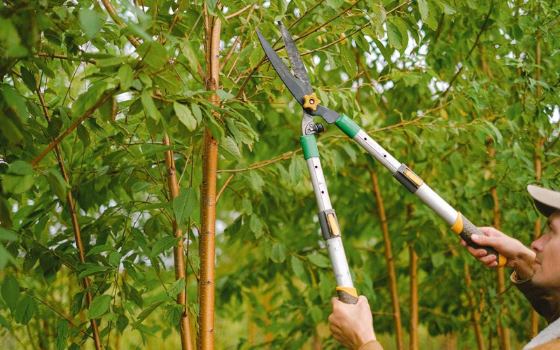 Tree trimming in Sharpsburg, IA